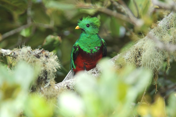 De quetzal laat zich wel eens spotten zien in Monteverde